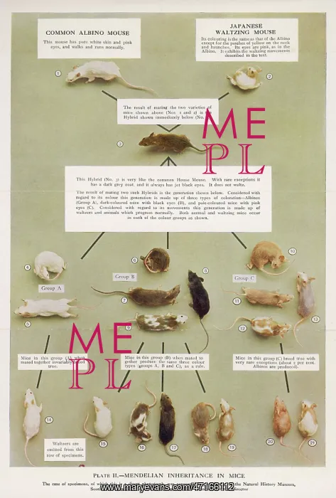 : Mendel's inheritance theory, demonstrated with mice : Mendel's inheritance theory, demonstrated with mice