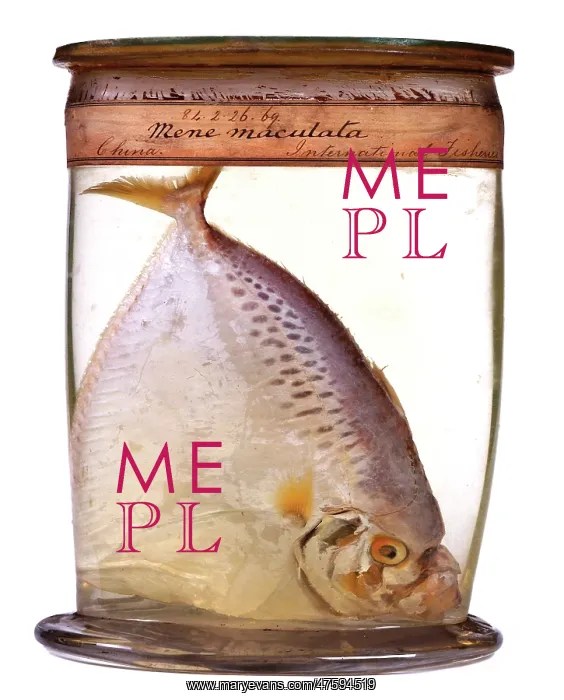 : Mene maculata, moonfish : Mene maculata, moonfish