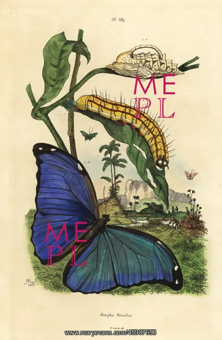: Menelaus blue morpho butterfly, Morpho menelaus : Menelaus blue morpho butterfly, Morpho menelaus