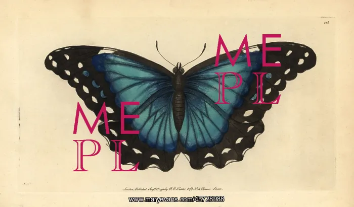 : Menelaus blue morpho, Morpho menelaus : Menelaus blue morpho, Morpho menelaus