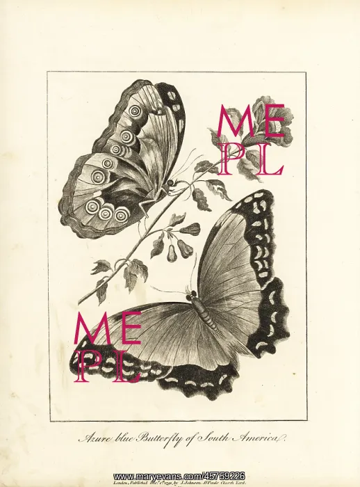 : Menelaus blue morpho, Morpho menelaus : Menelaus blue morpho, Morpho menelaus