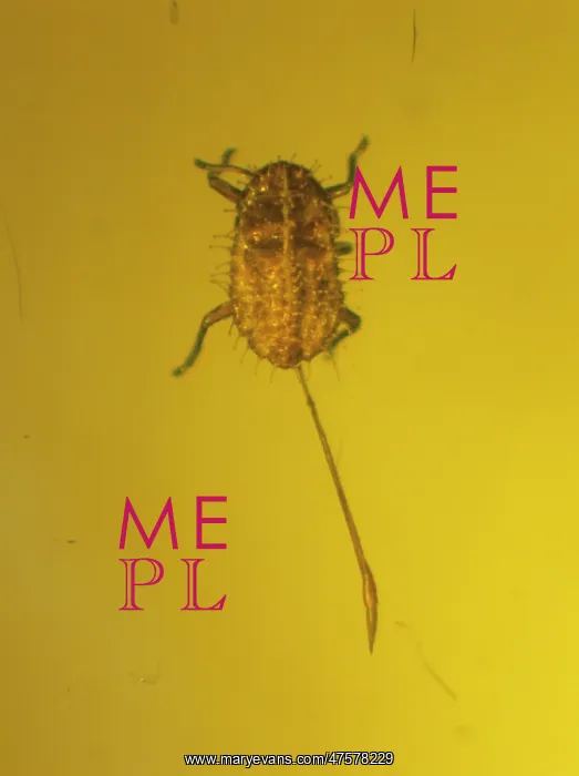 : Mengeaphis glandulosa, aphid in amber : Mengeaphis glandulosa, aphid in amber