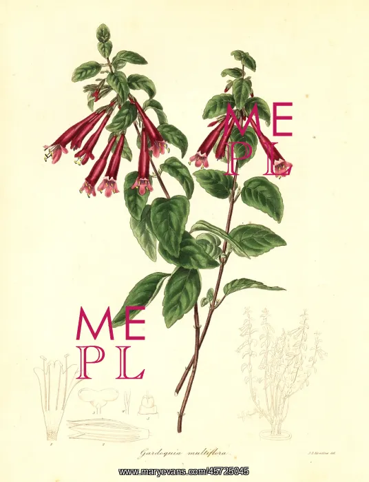 : Menta de arbol, Clinopodium multiflorum : Menta de arbol, Clinopodium multiflorum