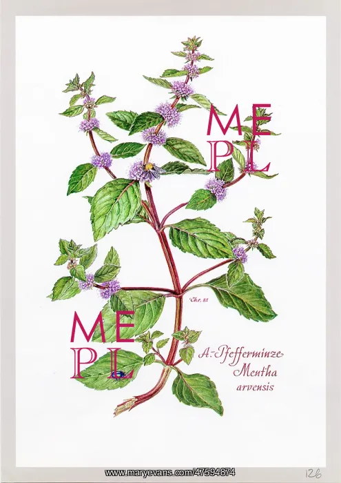 : Mentha arvensis, mint : Mentha arvensis, mint