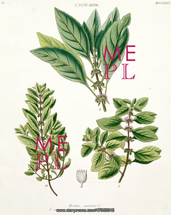 : Mentha arvensis, peppermint : Mentha arvensis, peppermint