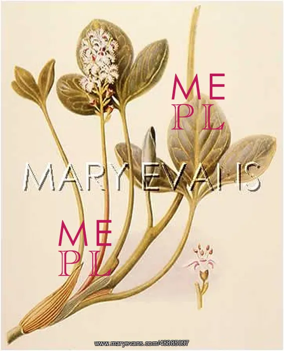  : MENYANTHES TRIFOLATA