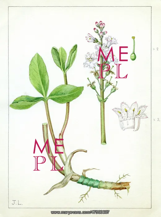: Menyanthes trifoliata - bog bean : Menyanthes trifoliata - bog bean