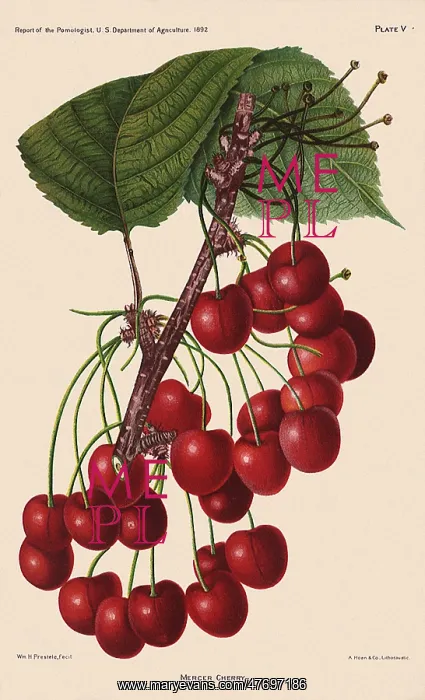  : Mercer Cherries