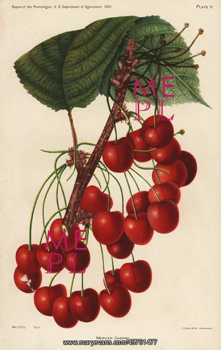 : Mercer cherry, Prunus avium : Mercer cherry, Prunus avium