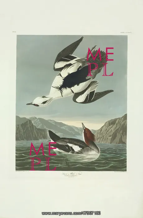 : Mergellus albellus, smew : Mergellus albellus, smew