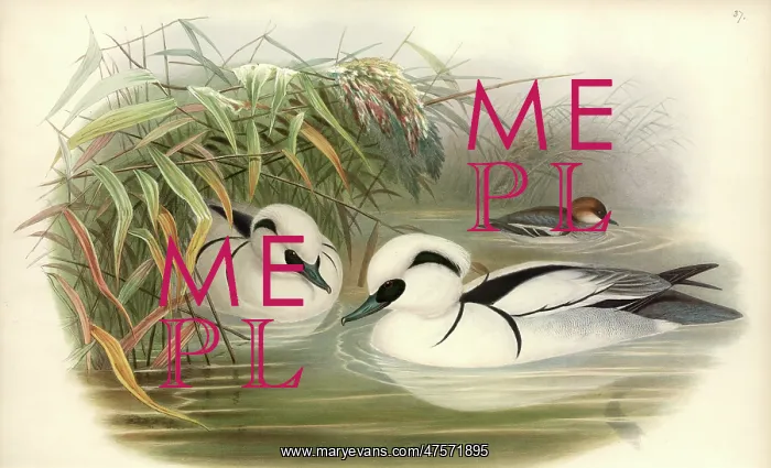 : Mergellus albellus, smew : Mergellus albellus, smew