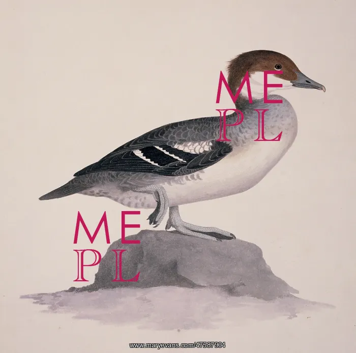 : Mergellus albellus, smew : Mergellus albellus, smew