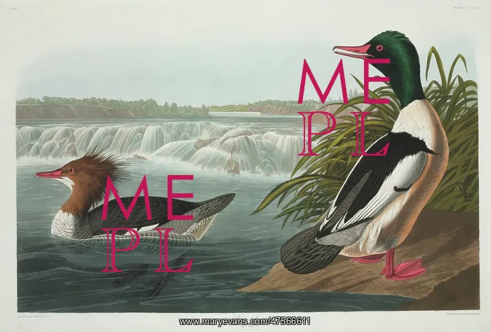 : Mergus merganser, goosander : Mergus merganser, goosander