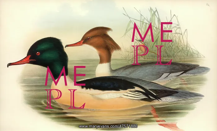 : Mergus merganser, goosander, Alcedo atthis, common kingfishe : Mergus merganser, goosander, Alcedo atthis, common kingfishe