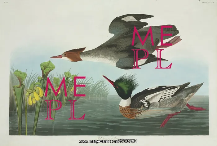 : Mergus serrator, red-breasted merganser : Mergus serrator, red-breasted merganser