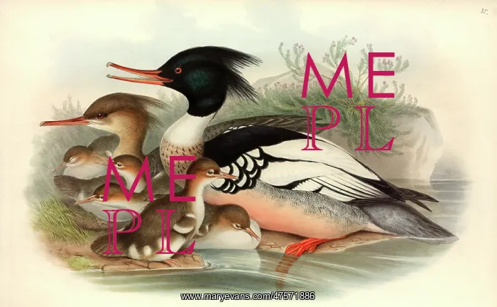 : Mergus serrator, red-breasted merganser : Mergus serrator, red-breasted merganser