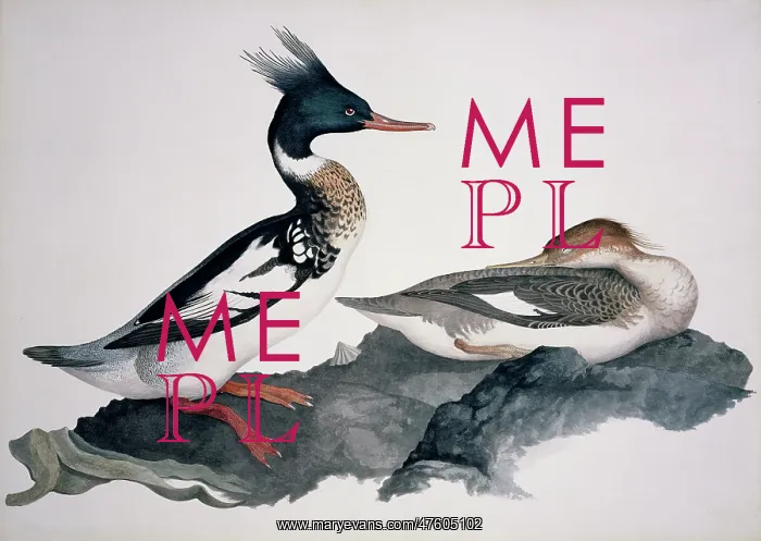 : Mergus serrator, red-breasted merganser : Mergus serrator, red-breasted merganser