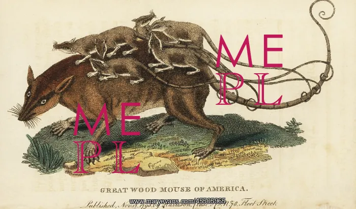 : Merian's opossum, Didelphys dorsigera : Merian's opossum, Didelphys dorsigera