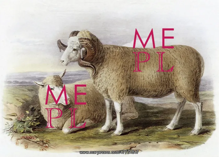  : Merino Ewe and Ram