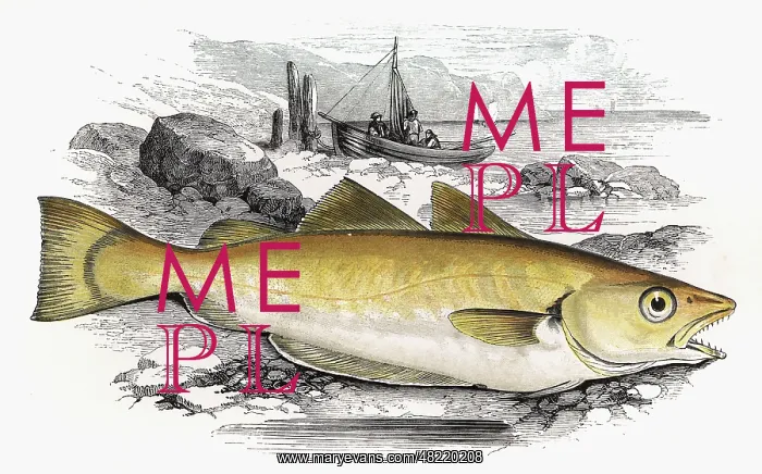 : Merlangius merlangus, or Whiting : Merlangius merlangus, or Whiting