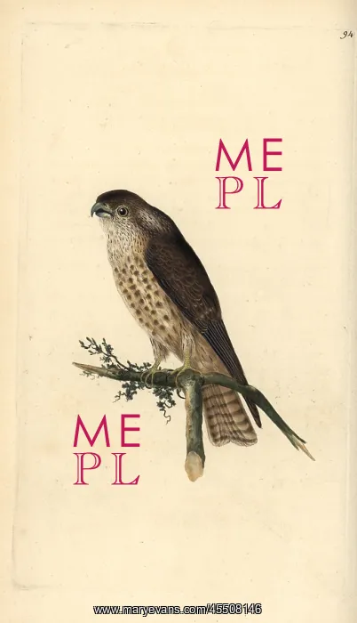 : Merlin, Falco columbarius : Merlin, Falco columbarius