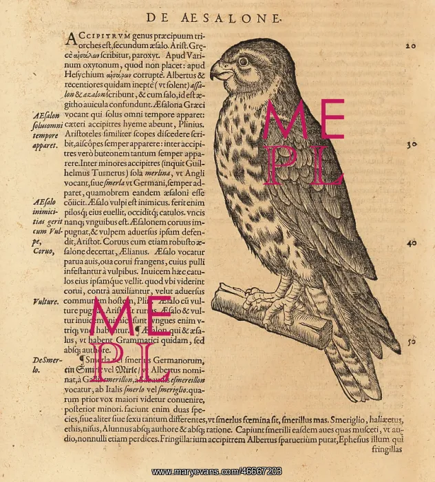 : Merlin, Falco columbarius : Merlin, Falco columbarius