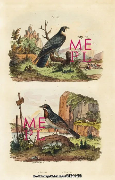 : Merlin, Falco columbarius, and Moltoni's warbler : Merlin, Falco columbarius, and Moltoni's warbler