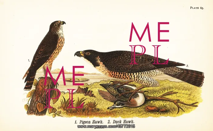 : Merlin and peregrine falcon : Merlin and peregrine falcon