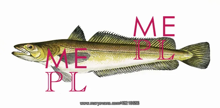 : Merluccius, or Hake : Merluccius, or Hake