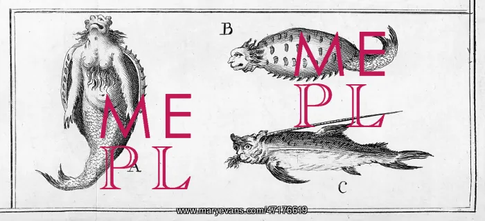  : Mermaid of Angola
