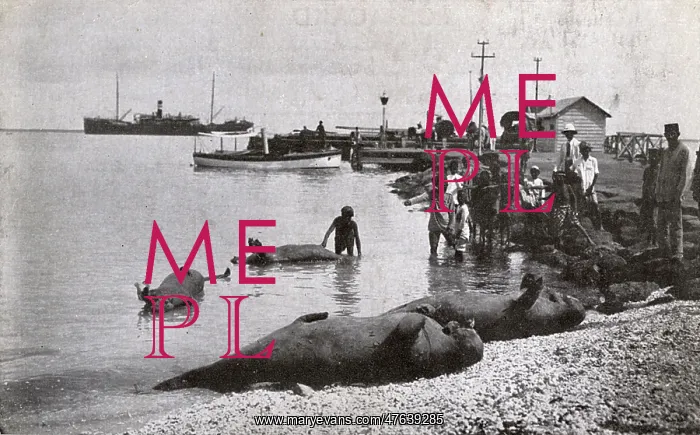 : Mermaids on the beach, Steamer Point, Aden : Mermaids on the beach, Steamer Point, Aden