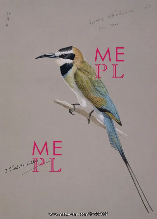 : Merops albicollis, white-throated bee-eater : Merops albicollis, white-throated bee-eater