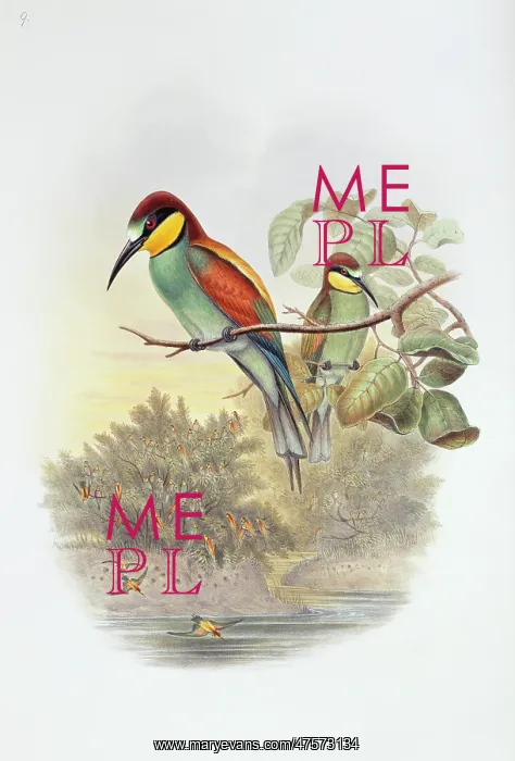 : Merops apiaster, European bee-eater : Merops apiaster, European bee-eater