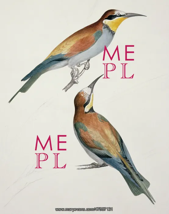 : Merops apiaster, European bee-eater : Merops apiaster, European bee-eater