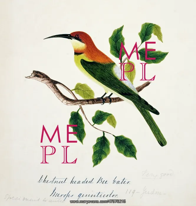 : Merops leschenaulti, chestnut-headed bee-eater : Merops leschenaulti, chestnut-headed bee-eater