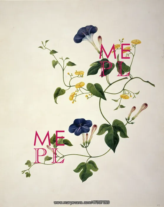  : Merremia cf. umbellata, morning glory