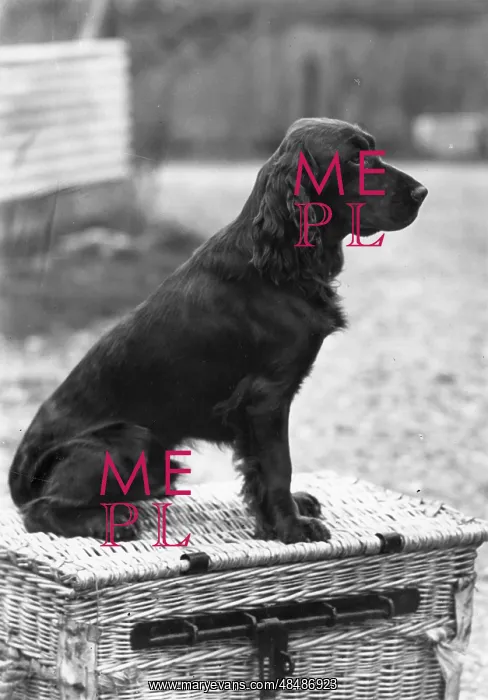 : Merryjest of Westwind - Field Spaniel : Merryjest of Westwind - Field Spaniel
