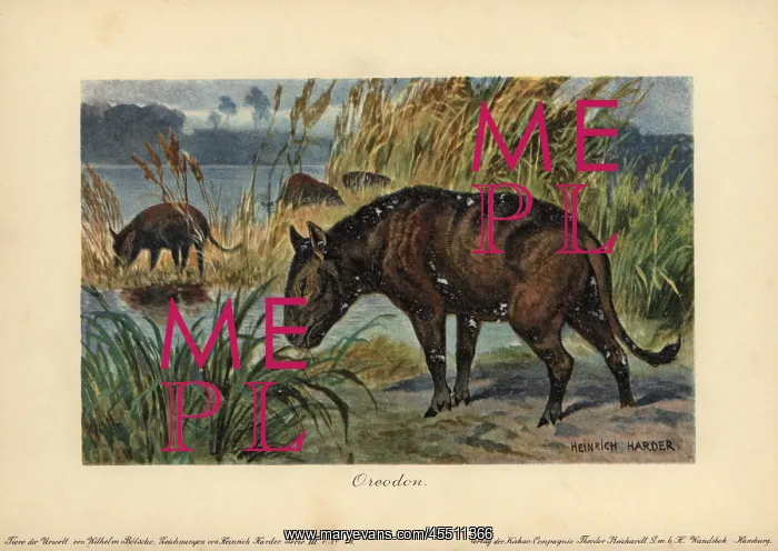 : Merycoidodon or Oreodon, extinct genus of herbivore : Merycoidodon or Oreodon, extinct genus of herbivore