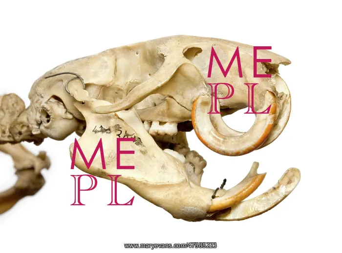 : Mesembriomys gouldii, black-footed tree-rat : Mesembriomys gouldii, black-footed tree-rat