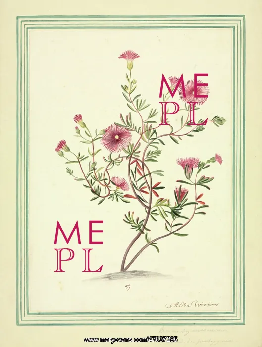 : Mesembryanthemum : Mesembryanthemum