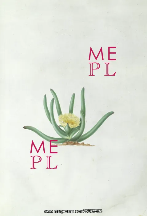 : Mesembryanthemum calamiforme L. Var : Mesembryanthemum calamiforme L. Var