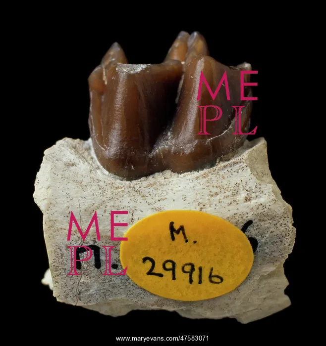 : Mesohippus : Mesohippus