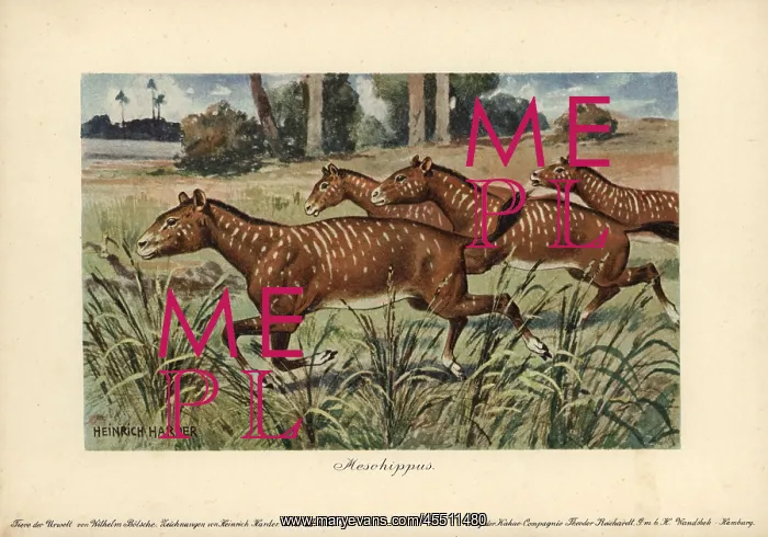  : Mesohippus, extinct genus of early horse that
