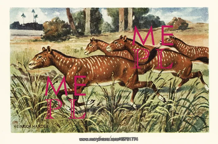 : Mesohippus, extinct genus of early horse : Mesohippus, extinct genus of early horse