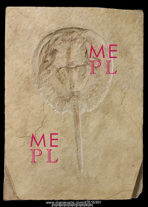 : Mesolimulus, a fossil horseshoe crab : Mesolimulus, a fossil horseshoe crab