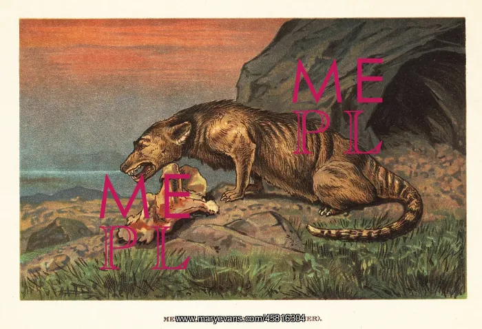 : Mesonyx, extinct genus of mesonychian mammal : Mesonyx, extinct genus of mesonychian mammal