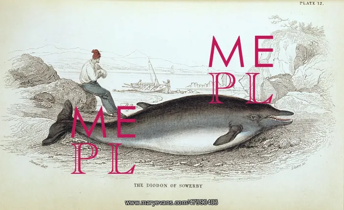 : Mesoplodon bidens, Sowerby's beaked whale : Mesoplodon bidens, Sowerby's beaked whale