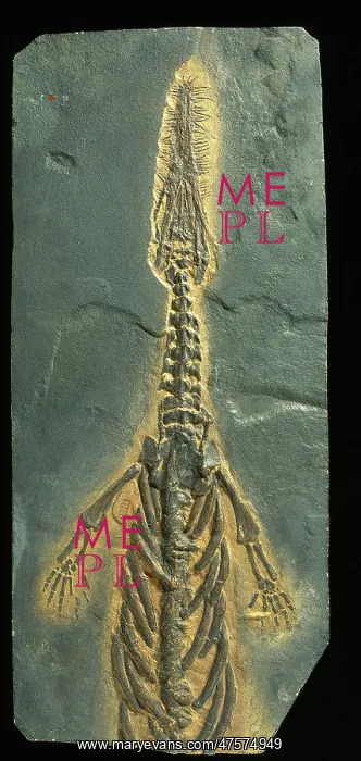 : Mesosaurus tenuidens fossil : Mesosaurus tenuidens fossil