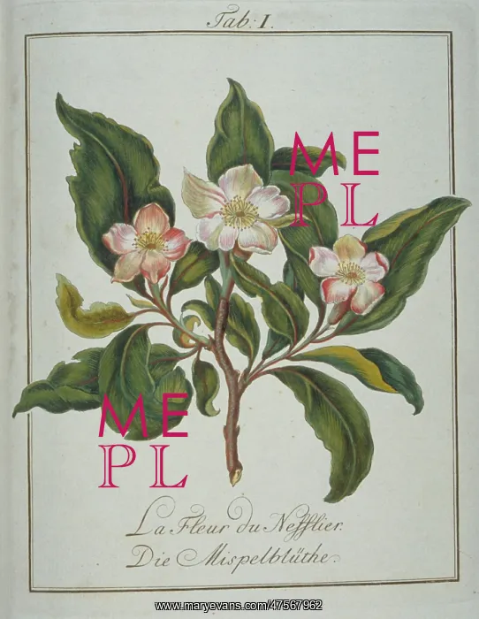 : Mespilus germanica, flower of medlar : Mespilus germanica, flower of medlar