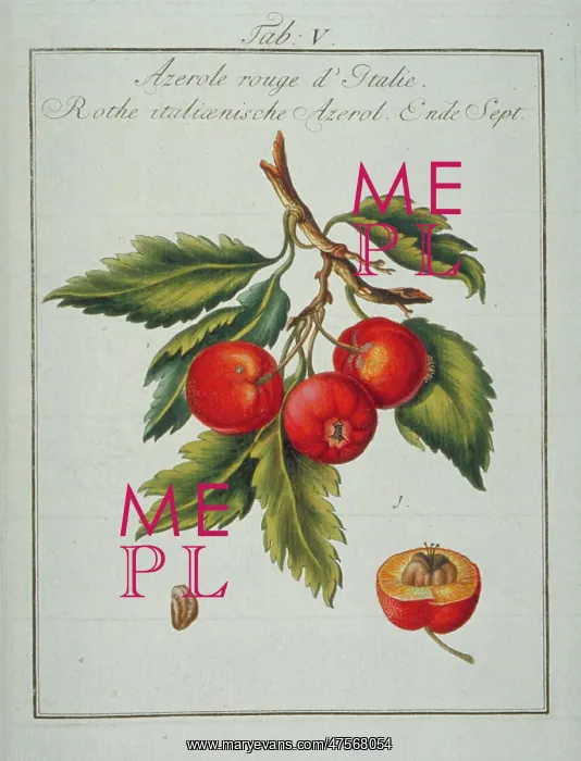 : Mespilus germanica, Neapolitan medlar : Mespilus germanica, Neapolitan medlar